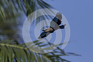 Blue-bellied roller Coracias cyanogaster