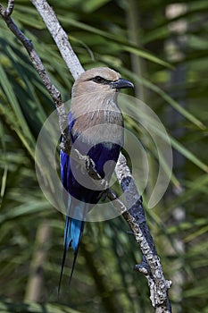 Blue-bellied roller Coracias cyanogaster