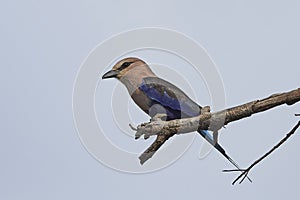 Blue-bellied roller Coracias cyanogaster