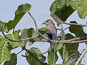 Blue-bellied roller Coracias cyanogaster