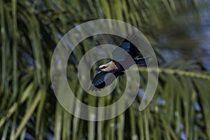 Blue-bellied roller Coracias cyanogaster