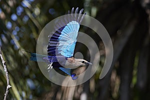 Blue-bellied roller Coracias cyanogaster