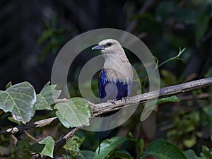 Blue-bellied roller Coracias cyanogaster