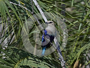 Blue-bellied roller Coracias cyanogaster