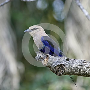 Blue-bellied roller Coracias cyanogaster