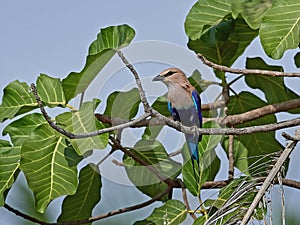 Blue-bellied roller Coracias cyanogaster