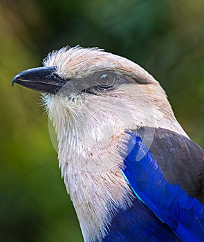 The Blue-Bellied Roller (Coracias Cyanogaster).