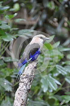 Blue-bellied Roller (Coracias cyanogaster)