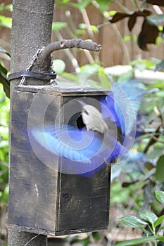 Blue-bellied Roller (Coracias cyanogaster)