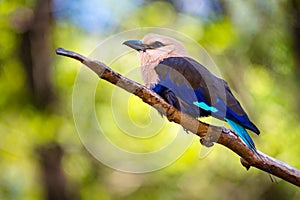 Blue-Bellied Roller (Coracias cyanogaster)