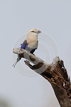 Blue-bellied roller, Coracias cyanogaster