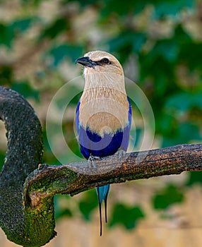 The Blue-Bellied Roller Coracias cyanogaster, a bird native to West Africa