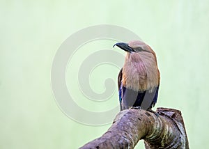 Blue-bellied Roller (Coracias cyanogaster) in Sub-Saharan Africa