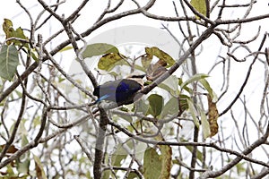 Blue bellied roller Coracias cyanogaster in tree