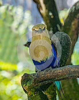 The Blue-Bellied Roller cyanogaster, a colorful bird native to West Africa