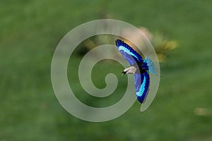 Blue-bellied Roller flying in the forest