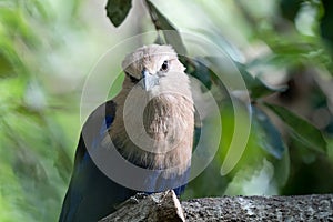 blue bellied roller perched high above gets a close up