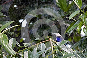 Blue Bellied Roller in the rain