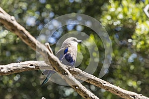 Blue bellied roller sits on crossed sticks and looks to the skies