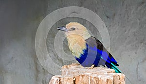 Blue bellied roller sitting on a tree stump, a colorful bird that is well spread throughout the savannah of africa