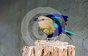 Blue bellied roller standing on a tree stump with spread wings ready for take off