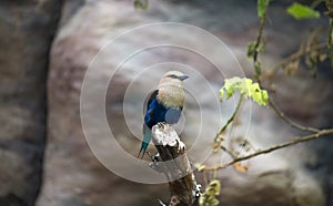 The Blue-bellied roller stands on the branch. The blue-bellied roller Coracias cyanogaster