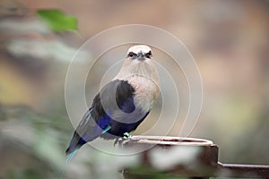 The Blue-bellied roller stands on the branch. The blue-bellied roller Coracias cyanogaster