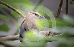 The Blue-bellied roller stands on the branch. The blue-bellied roller Coracias cyanogaster