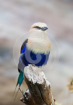 The Blue-bellied roller stands on the branch. The blue-bellied roller Coracias cyanogaster