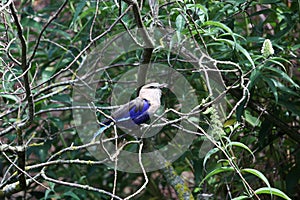 Blue-bellied roller in a tree