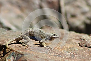 Blue Bellied Western Fence Lizard