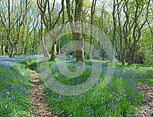 Blue Bells Along Woodland Paths