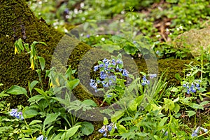 Blue Bells and Bellwort Wildflowers