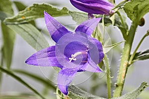 Blue bells bloom in the garden Blue flower bell, summer nature p