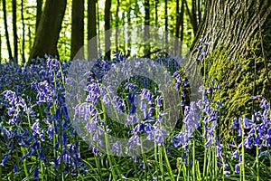 Blue bells in the forest