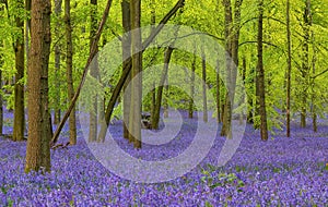 Blue bells forest during sunset.