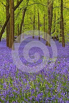 Blue bells forest during sunset.