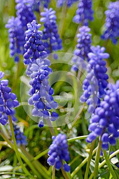 Blue bells Muscari armeniacum in a flowerbed in early spring. Delicate spring garden flowers. Landscape design