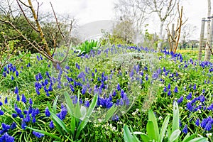 Blue bells