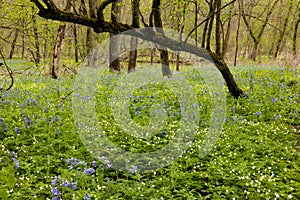 Blue Bells and Wood Anemone Wildflowers In The Woods photo