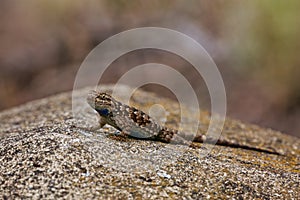 Blue Belly lizard rock