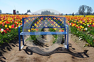 Blue Bench at Wooden Shoe Tulip Farm, Woodburn, OR