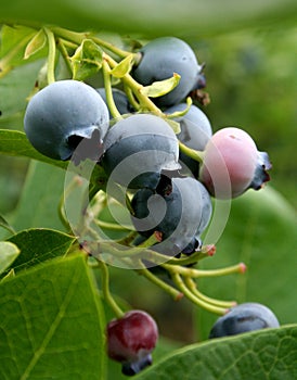 Blu frutti di bosco 
