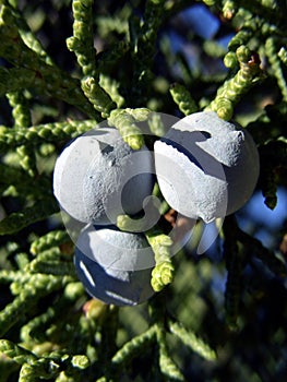 Blue Berries