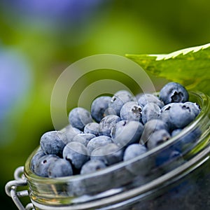 Blue berries