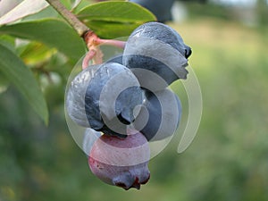 Blue Berries