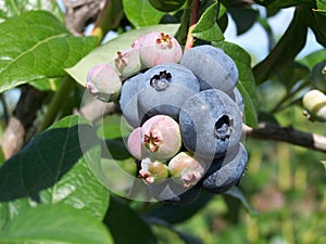 Blue berries