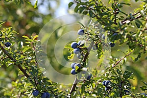 Blue berries of blackthorn ripen on bushes
