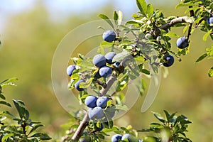 Blue berries of blackthorn ripen on bushes