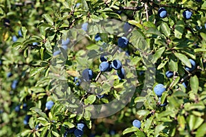 Blue berries of blackthorn ripen on bushes